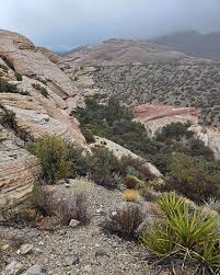 Image result for Light Canyon Red 1990 Tracer