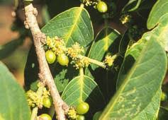 Image result for Bridelia