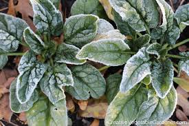 Frost hardy some crops will improve flavor with exposure to cooler temperatures; Creative Vegetable Gardener Warning These Vegetables Will Not Survive A Frost Creative Vegetable Gardener