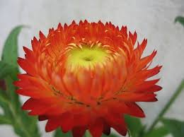 Image result for Helichrysum lastii