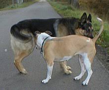Maybe you would like to learn more about one of these? Dog Communication Wikipedia