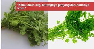 Tak menyangka, kiranya bermodal awal hanya sebuah kedai. Cara Bezakan Daun Sup Ketumbar Ini Panduan Untuk Suami Kalau Ke Pasar