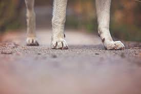 Our guest dwells more on the importance of animals in our society and. Tuscaloosa Police Working To Solve Case Of Animal Cruelty