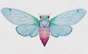 Not, though, from the view of bacteria. Cicada Wings Illustrations
