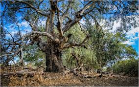 Image result for Eucalyptus camaldulensis