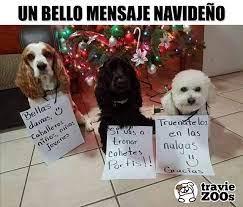Nada Como Empezar Este Dia Con Un Bello Y Positivo Mensaje Decembrino Pirotecnia Funny Mensaje Dogs Perros Chistes De Perros Memes Perros Perros Graciosos