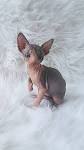 Sphynx Kittens For Sale — NOCOATKITTY SPHYNX