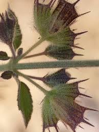 Image result for Mesosphaerum suaveolens