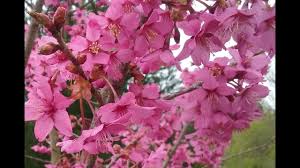 Collingwood ingram war der enkel von herbert ingram, dem mitbegründer des englischen magazins the illustrated london news, und der sohn von sir william ingram. Prunus Collingwood Ingram Youtube