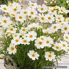 Pin On Garden Plant Combinations