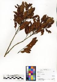 Image result for Haplocoelum inoploeum