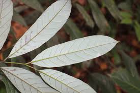 Image result for Cryptocarya transvaalensis