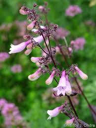Image result for Basella paniculata