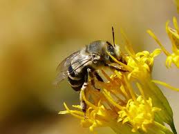 Hours may change under current circumstances Native Bees Arroyos Foothills Conservancy