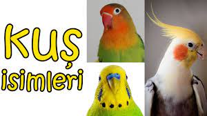 muhabbet kusu isimleri en guzel kus isimleri youtube