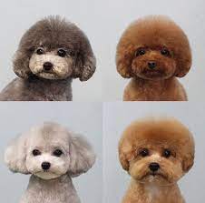 They Re Actually All Over More Than Likely Since They Are Two Of The Most Popular Canine Types In Ameri Dog Grooming Styles Dog Grooming Business Dog Haircuts