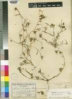 Image result for Limeum sulcatum