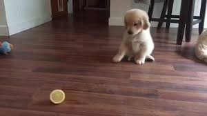 This litter is considered f1 goldendoodle, carrying special traits of both an amazing golden retriever and a. Golden Retriever Puppy Is Really Confused By Lemon Slice