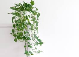 Hanging plants can bring life and color to both indoor and outdoor spaces. 17 Best Indoor Hanging Plants To Elevate Your Space Purewow