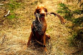 Image result for maďarský krátkosrstý ohař