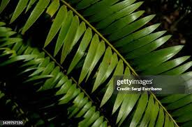 Image result for Encephalartos lebomboensis