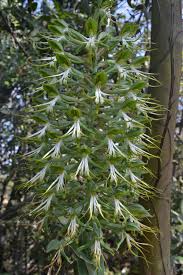 Image result for Bonatea pulchella