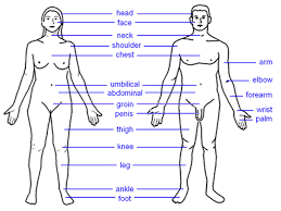 Check spelling or type a new query. Jari Definition And Synonyms Of Jari In The Malay Dictionary