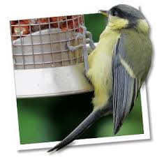 Image result for Kohlmeise vogelhouse