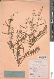 Image result for Tephrosia interrupta