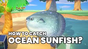 Ocean sunfish is a fish in animal crossing new horizons. How To Catch Ocean Sunfish July Fish In Animal Crossing New Horizons Youtube