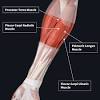 You can see it running just underneath the biceps and it inserts onto the humerus. 1
