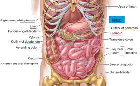 Spleen Location Human Body Anatomy Human Body Diagram Human Body Organs