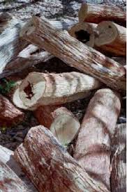 Image result for Brachylaena huillensis