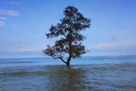 Jika ya, cobalah luangkan waktu sejenak untuk menyambangi pantai laguna. Foto Pantai Laguna Majalah Gloob