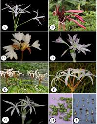 Image result for Amaryllidaceae