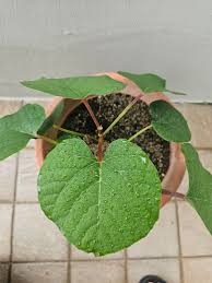Image result for Cissus petiolata
