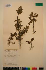 Image result for Haplocoelum