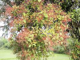 Image result for Helixanthera garciana