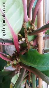 Image result for Euphorbia kilwana