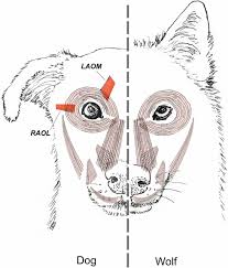 Cassie emma animal portraits, townsville, queensland. Evolution Of Facial Muscle Anatomy In Dogs Pnas