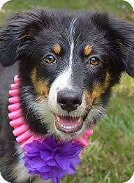 Denver Co Australian Shepherd Border Collie Mix Meet Ellie A Puppy For Adoption Australian Shepherd Puppy Adoption Australian Shepherd Mix