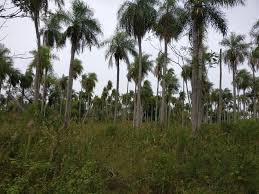 Auswandern nach paraguay lohnt sich. Tagebuch Auswandern Paraguay Home Facebook