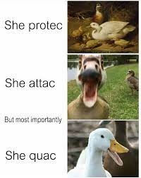 Peace is sometimes an option | He Protec but He Also Attac | Know Your Meme