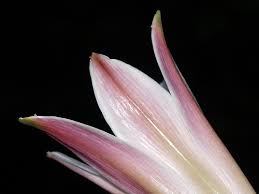 Image result for Crinum buphanoides