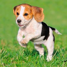 We want you to feed your puppy at least one bag of this food. 1 Beagle Puppies For Sale By Uptown Puppies