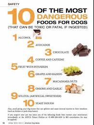 Raw Food Diet For Dogs For The Love Of Dobermans