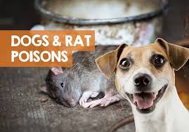 Can i use rat poison in my garden. My Dog Ate A Dead Mouse That Was Poisoned The Facts