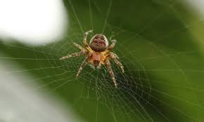 павук | PROSVIT