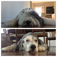Brilliant Old English Sheepdog Before And After His Haircut Dogs Old English Sheepdog English Sheepdog Pets
