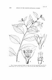 Image result for Margaritaria